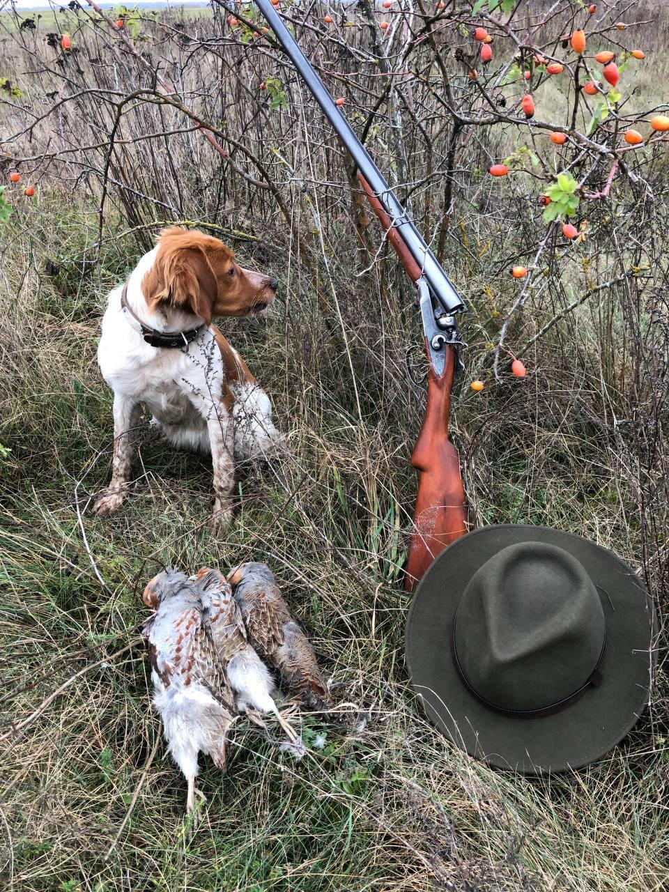 The Breton Spaniel: The Ideal Hunting Companion for the Avid Hunter