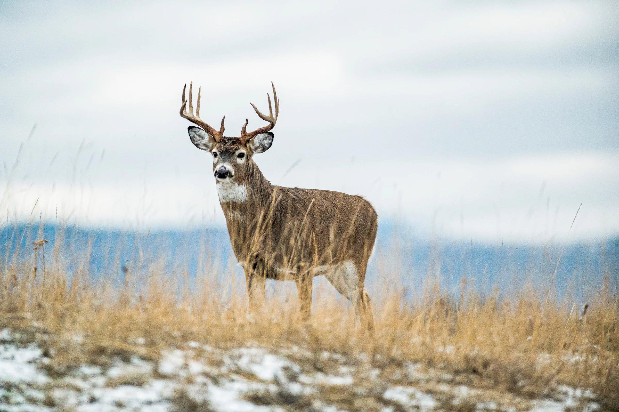 Utah Hunting Seasons, 2023-2024