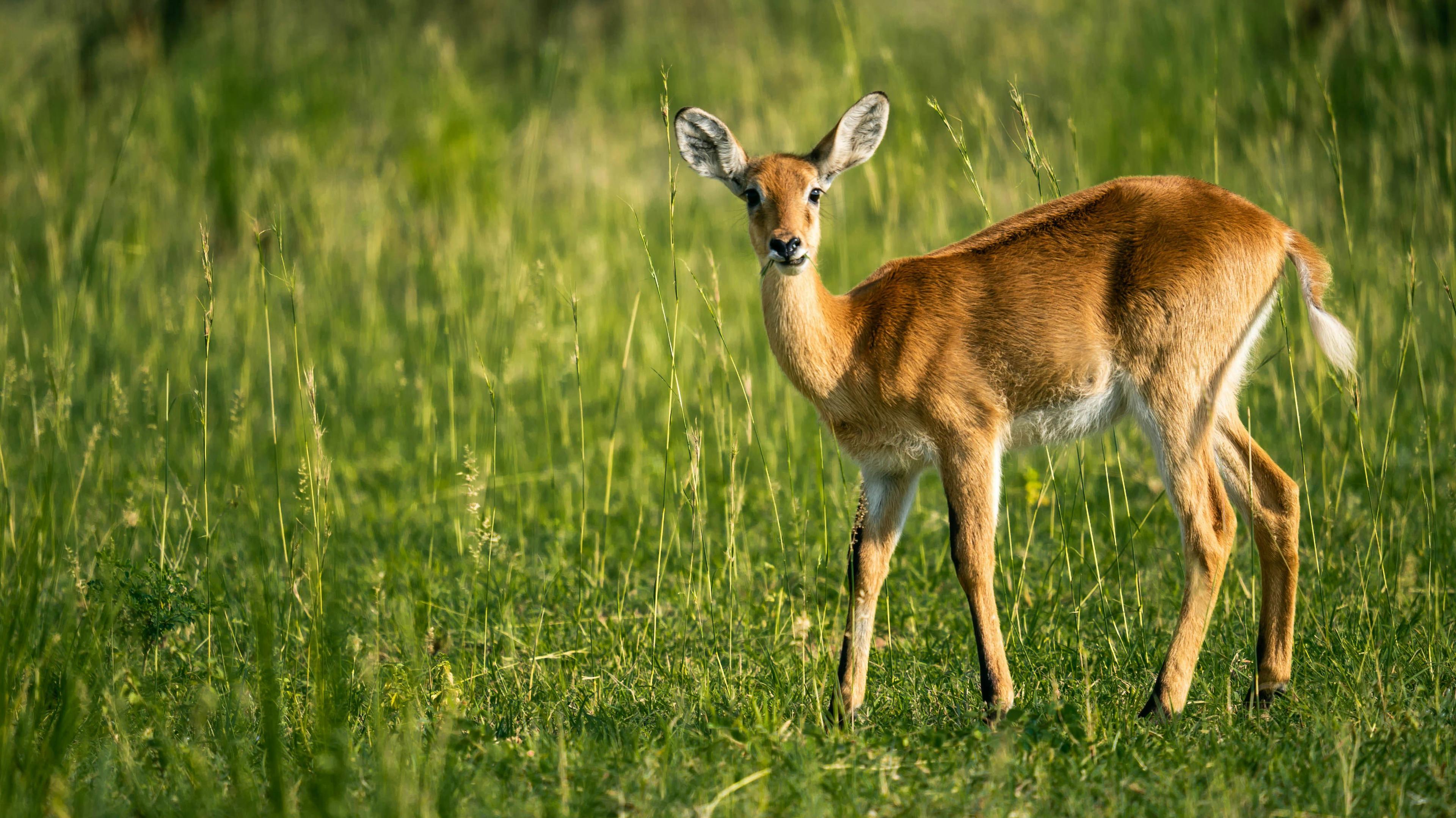Hunting in Bukomansimbi: Best Hunting Experiences in Uganda, Geographical Features, Demographics