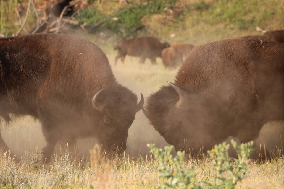 Bison sparing and some elk.