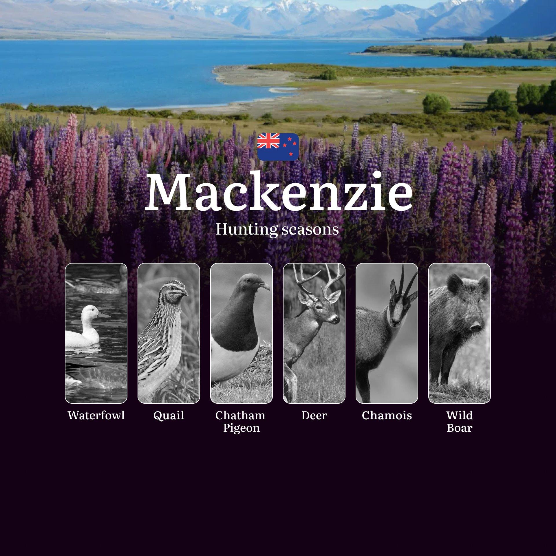 Hunting Seasons in the MACKENZIE Region: Dates, Main Periods and Regional Features, Licences, Rules, and Tactics