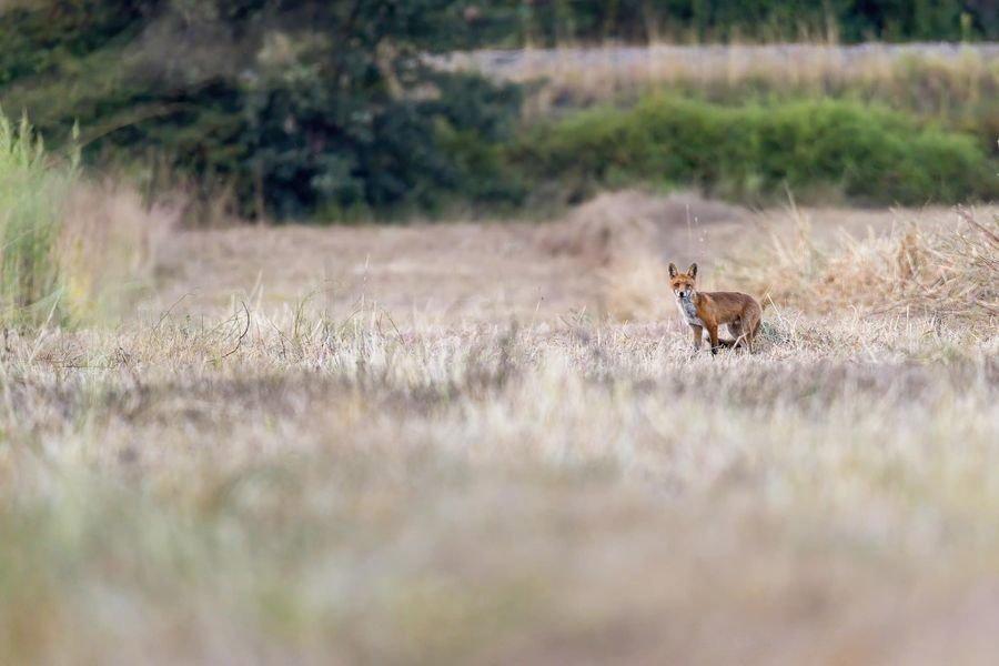 Mon premier renard🦊