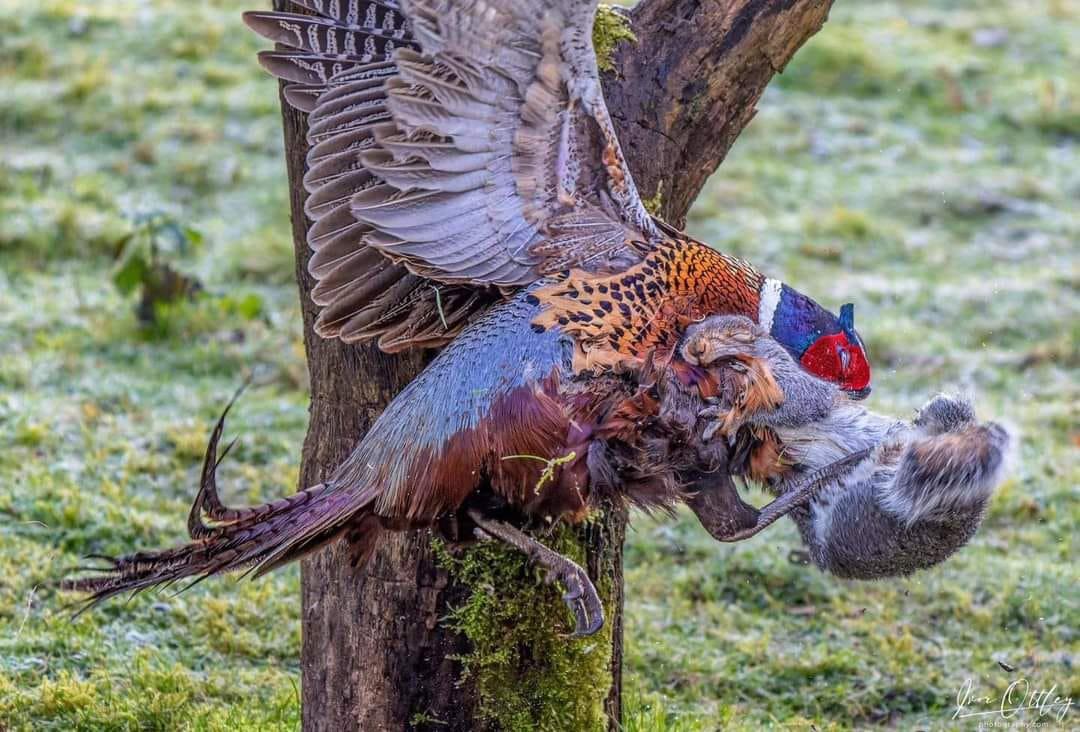 Pheasant vs Squirrel