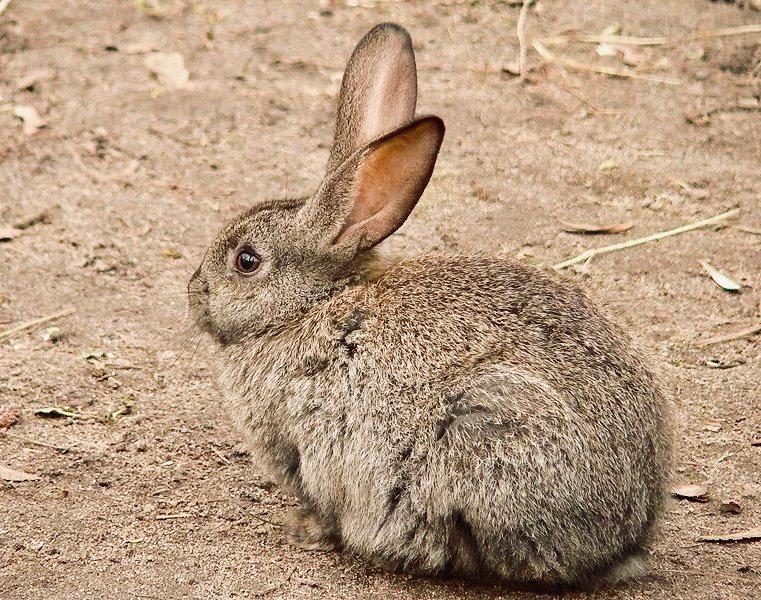 КРОЛИК ДИКИЙ: описание, охота на дикого кролика, повадки, методы, трофеи и правила, фото.