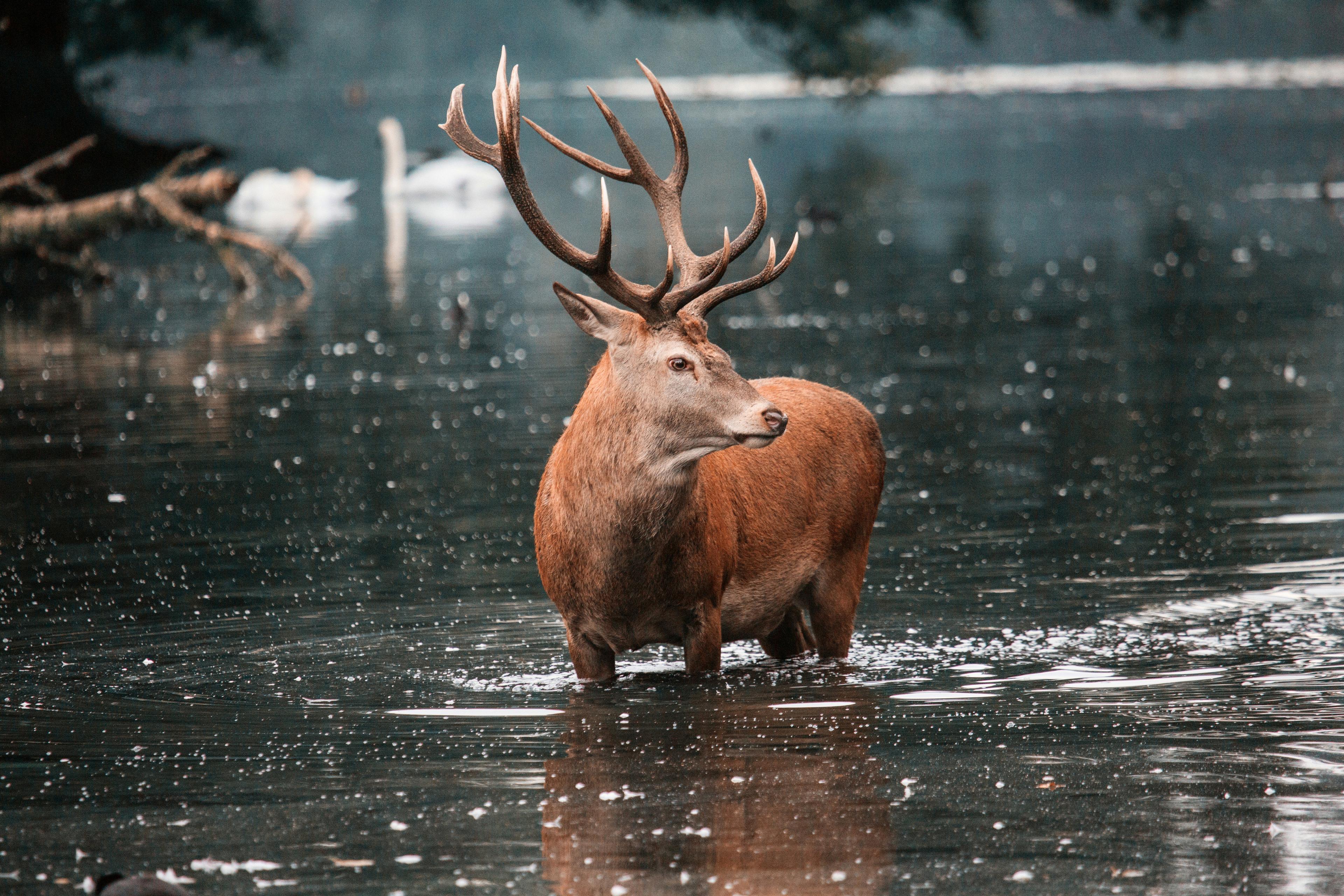 Chasse en PAYS DE LA LOIRE: Reliefs et forêts, traditions cynégétiques, législation et passion locale