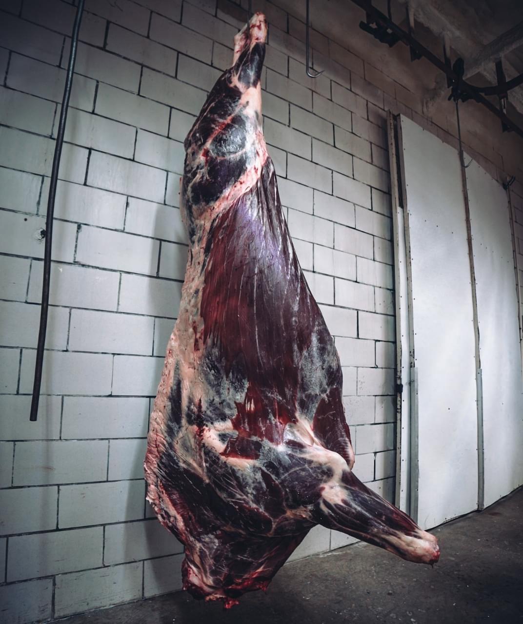 transform this Bison carcass🔥🦬