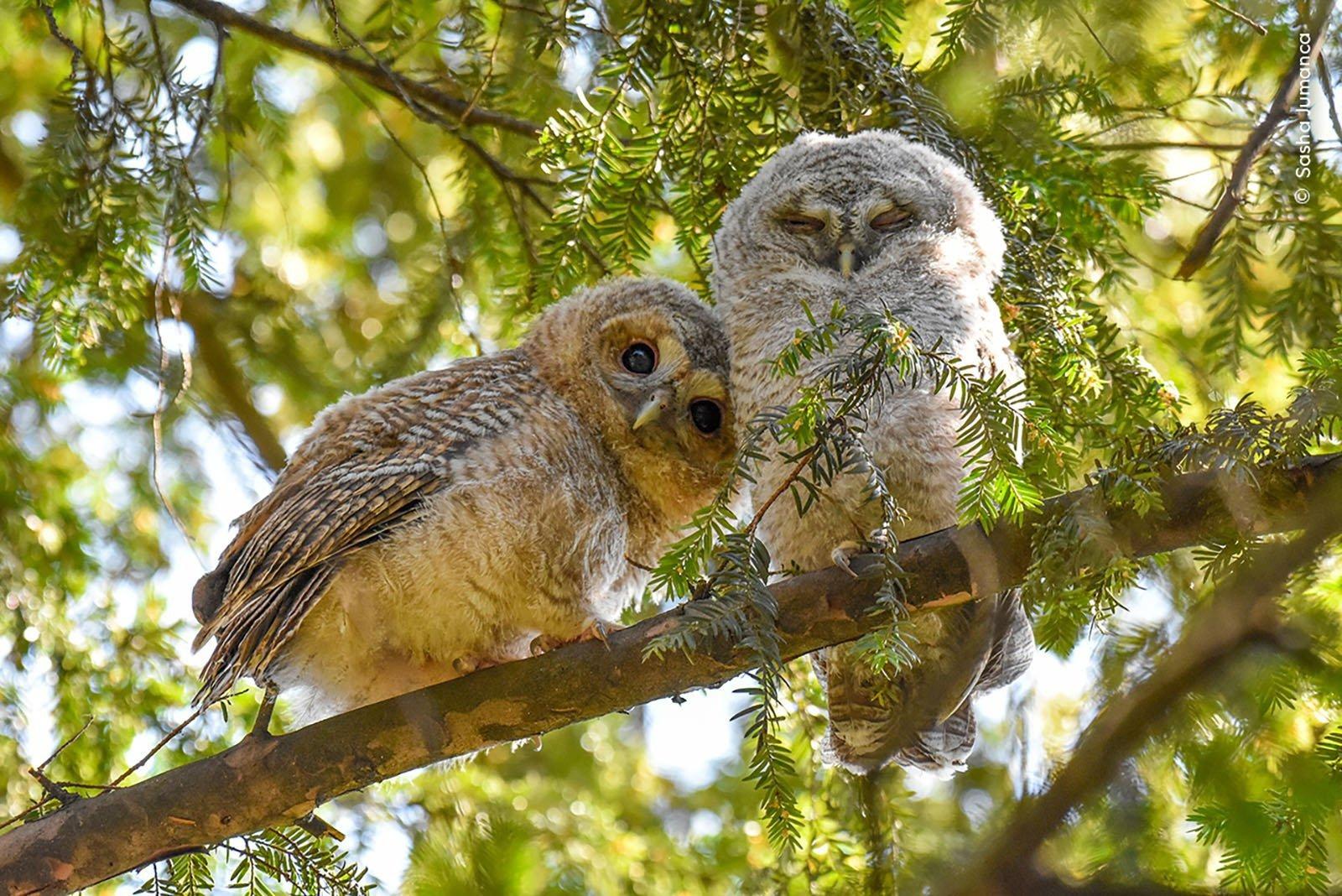 La 60ème finale du concours annuel Wildlife Photographer of the Year, l'un des plus importants au monde, n'aura lieu qu'en octobre - mais pour ne pas l'oublier, les organisateurs du concours ont jusqu'à présent publié plusieurs photographies qui ont atteint les finales