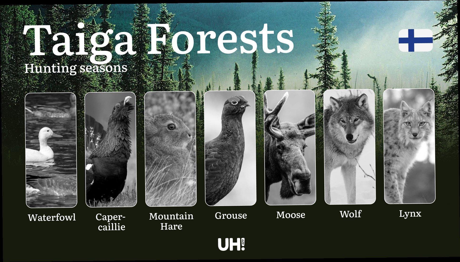 Hunting Seasons in TAIGA FORESTS: Optimal Timing, Required Permits, Penalties, Crucial Regulations and Restrictions