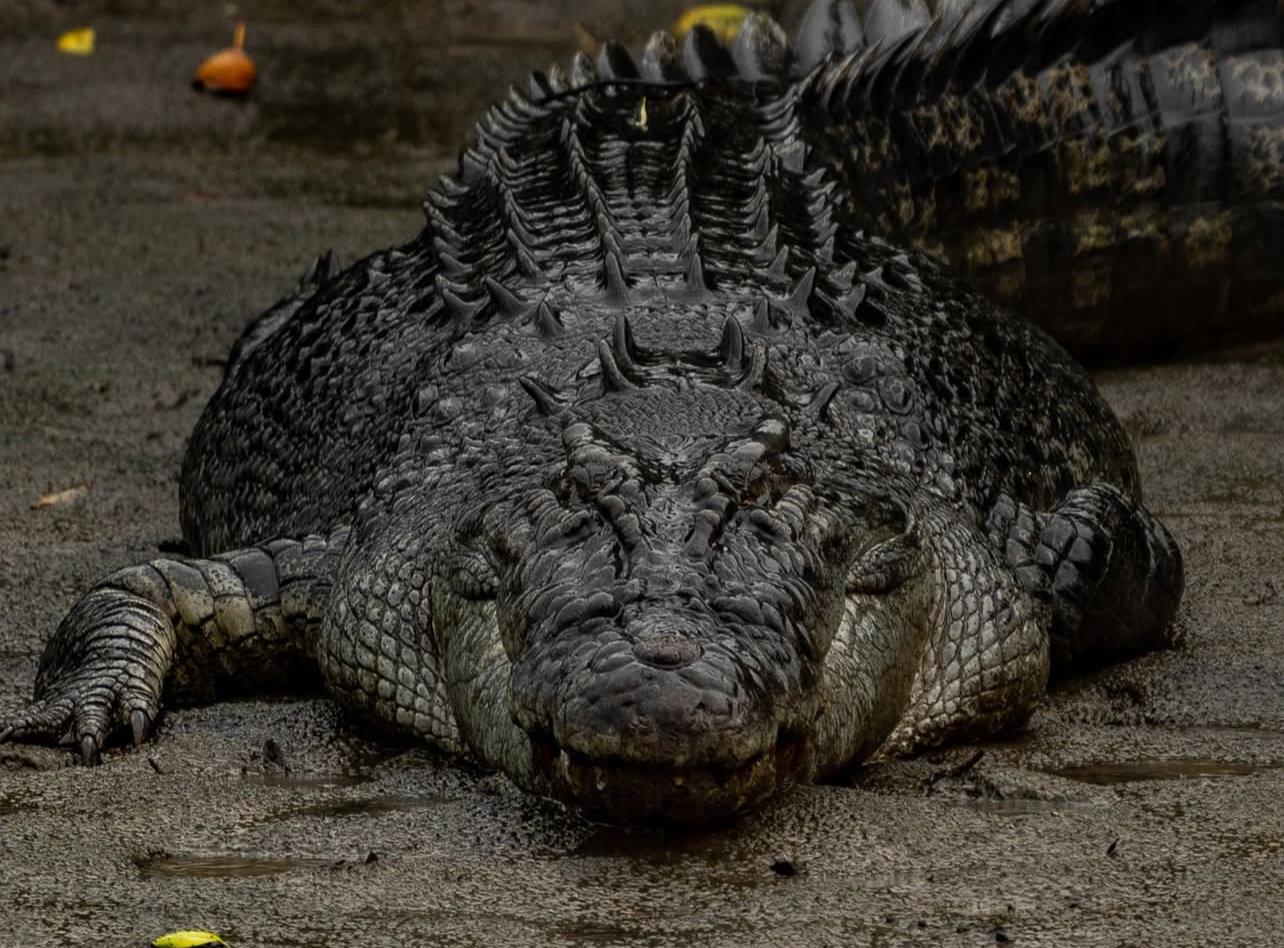 Crocodile Hunting in Zimbabwe & Mozambique: A Hunter's Guide