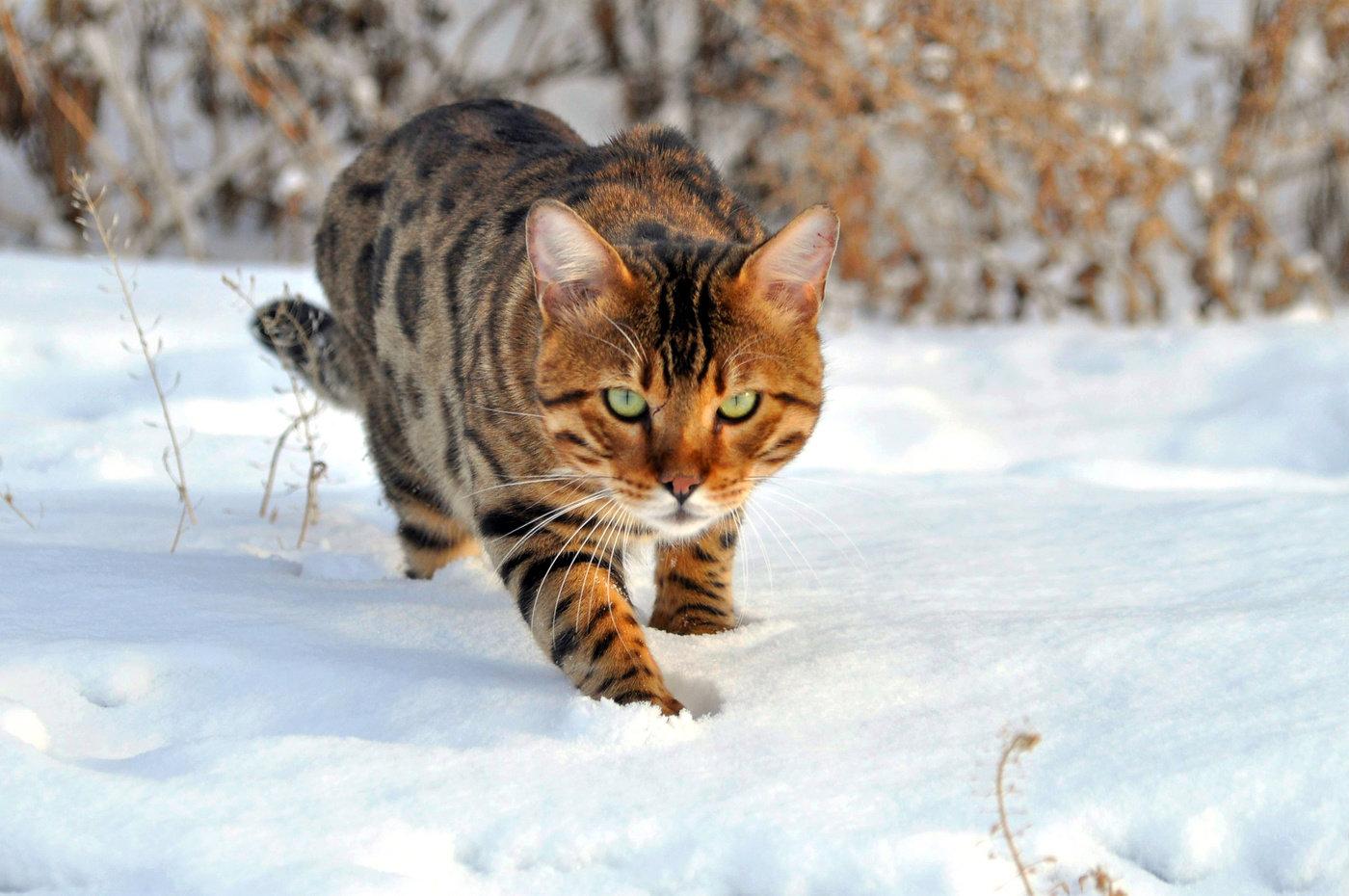 Bengalkat, eller dværgkat, eller fjernøstlig kat (lat.