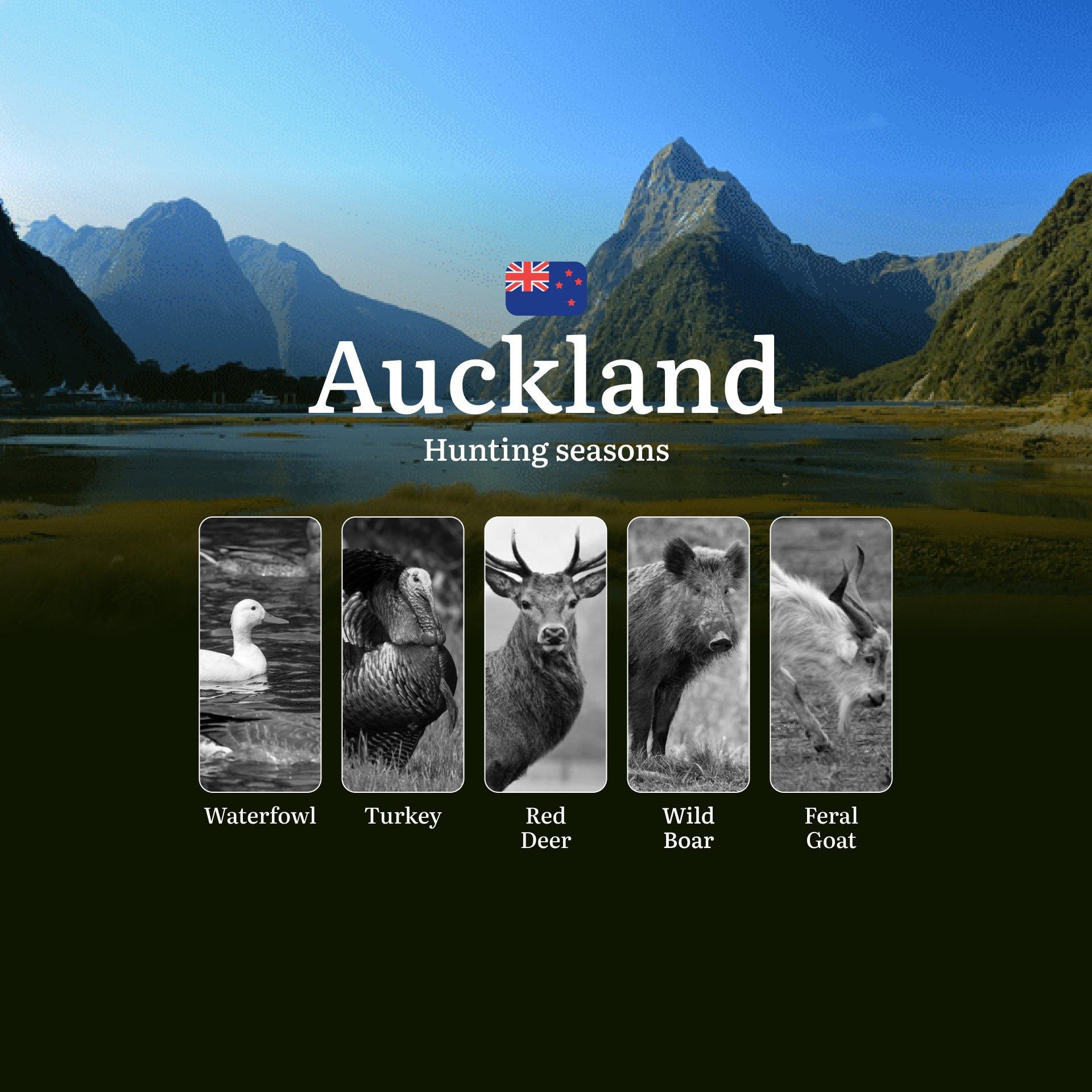 Seasons, Rules, and Best Times for Hunting and Factors Affecting Hunting Seasons: Hunting in AUCKLAND