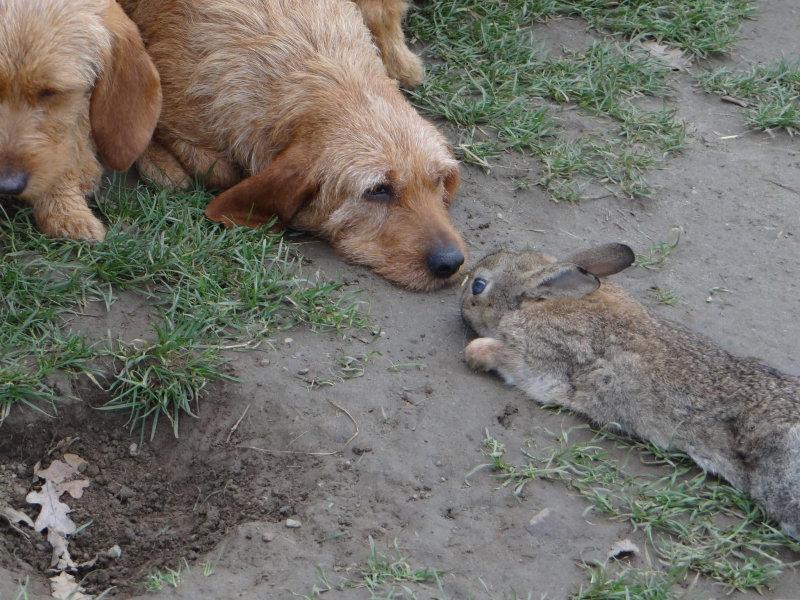 Sagesse ou respect de l'animal !