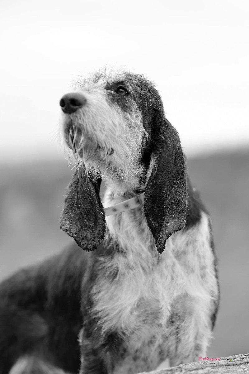 Expression canine en portrait.