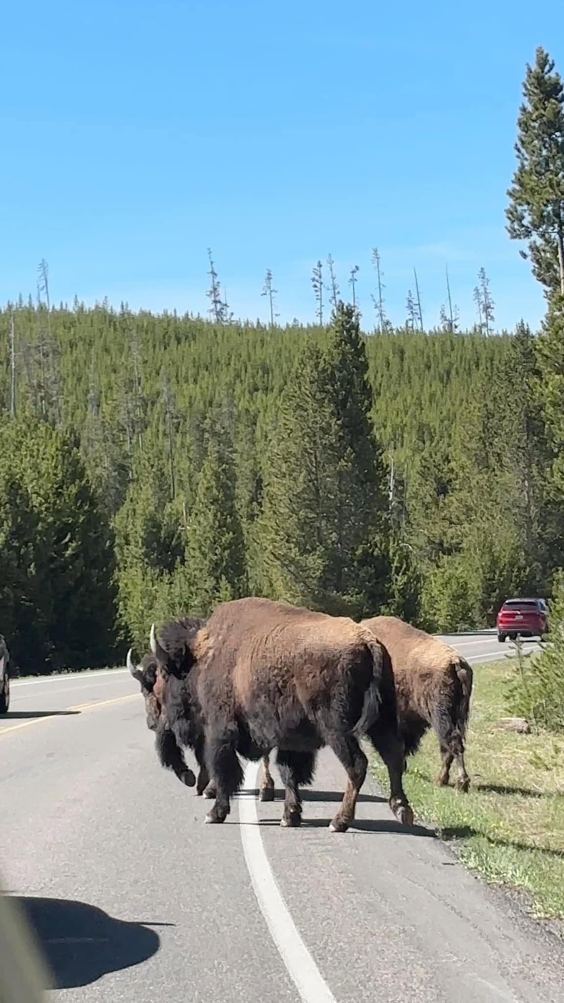 A few pictures from our last week’s trip to Grand Teton and Yellowstone