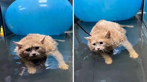Раскормленный кот Крошик похудел еще на полкилограмма