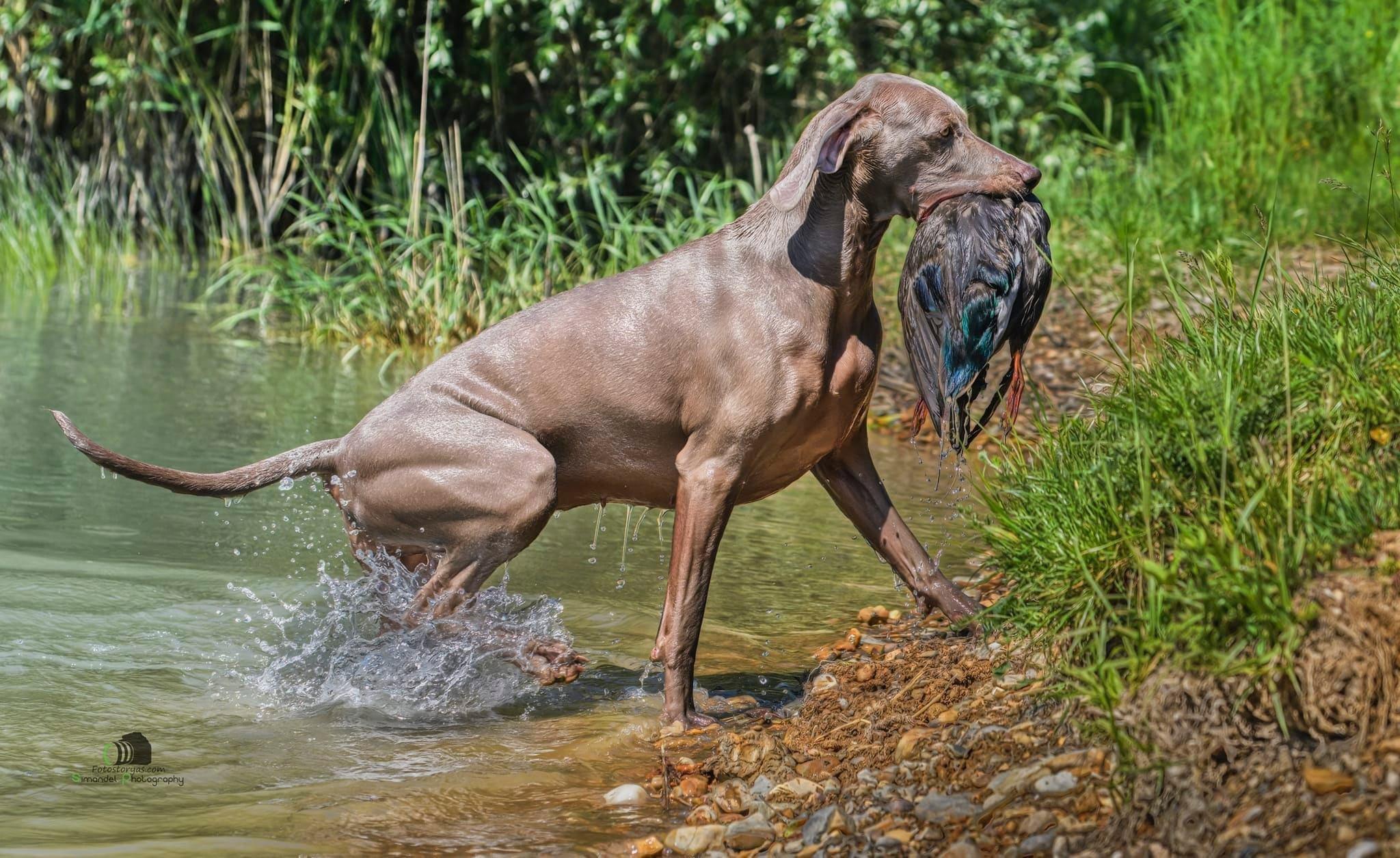 🐾🌿👀 The versatile Weimar, a companion for every moment.💚🌿🐾