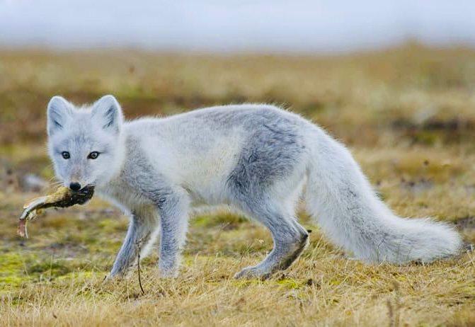 ПЕСЕЦ: описание и фото, охота на полярную лисицу в России — где обитает, повадки, методы, трофеи и правила
