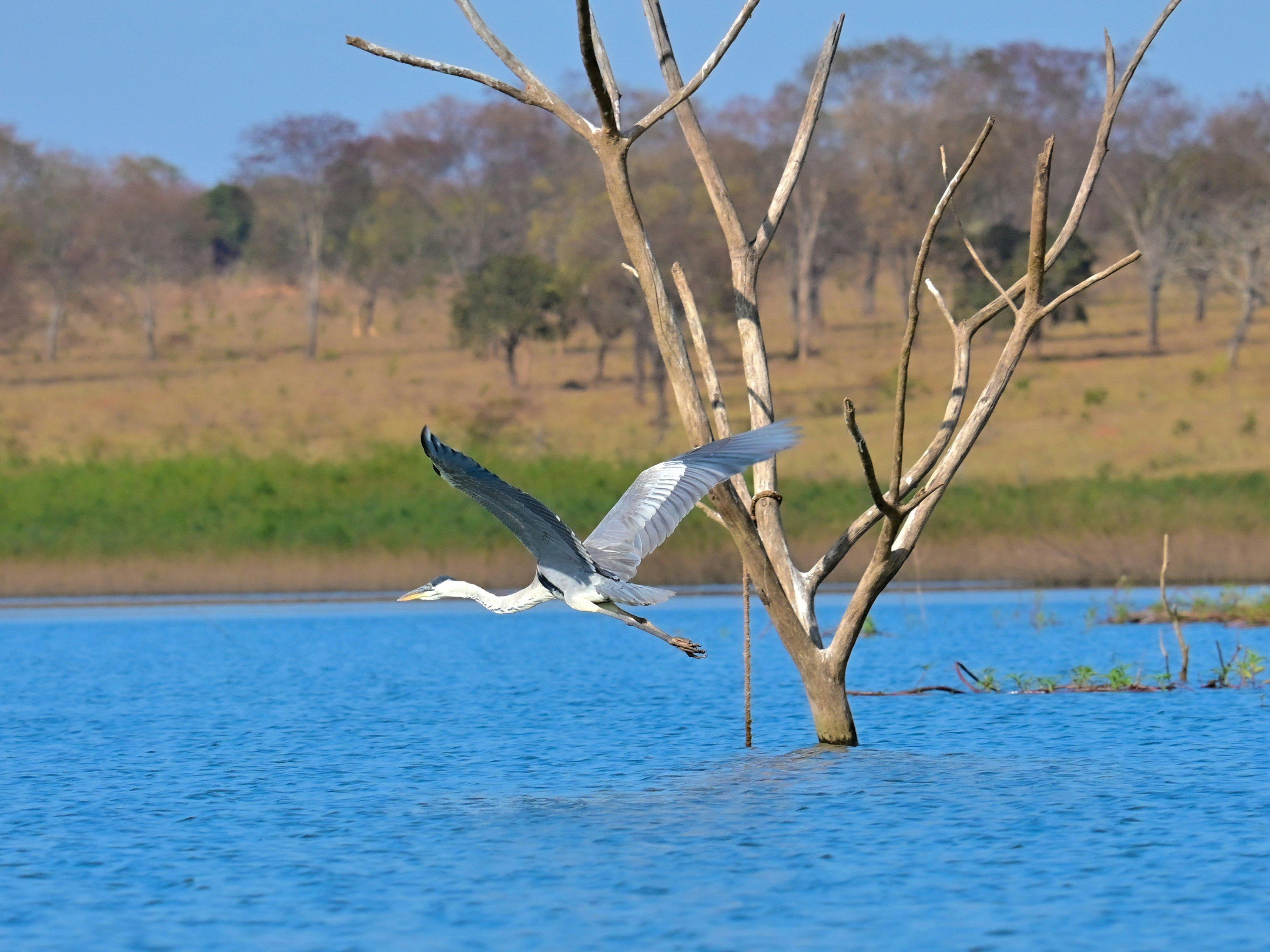 Hunting in ZAMBEZIA: Exploring Wildlife, Traditions, and Conservation in Mozambique’s Premier Hunting Destination