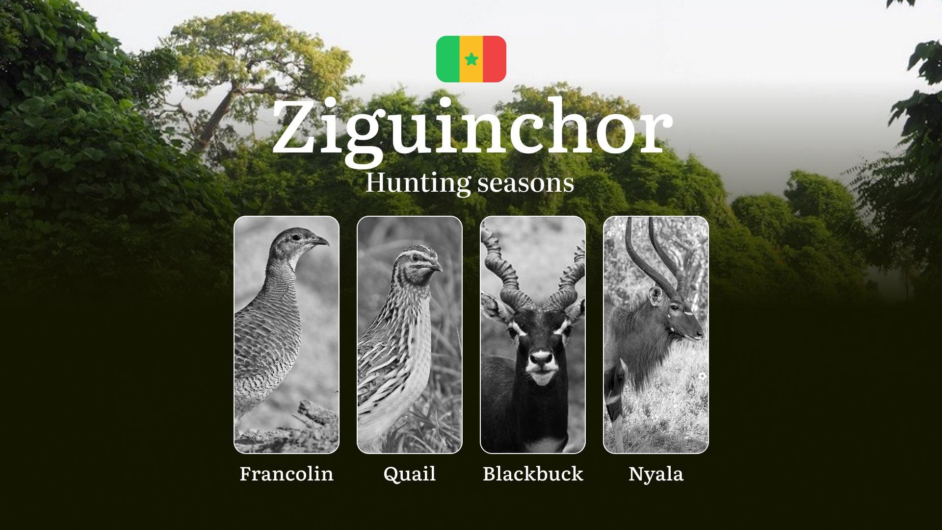 Hunting Time in Senegal: Timing, Licenses and Rules in the ZIGUINCHOR Region, Hunting Permits, Tips and Tactics for Hunters