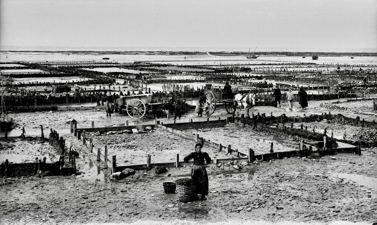 Oyster hunting and sorting in 19th-century France was an essential maritime and culinary practice that reflected both the country’s deep gastronomic traditions and the evolving dynamics of coastal economies.