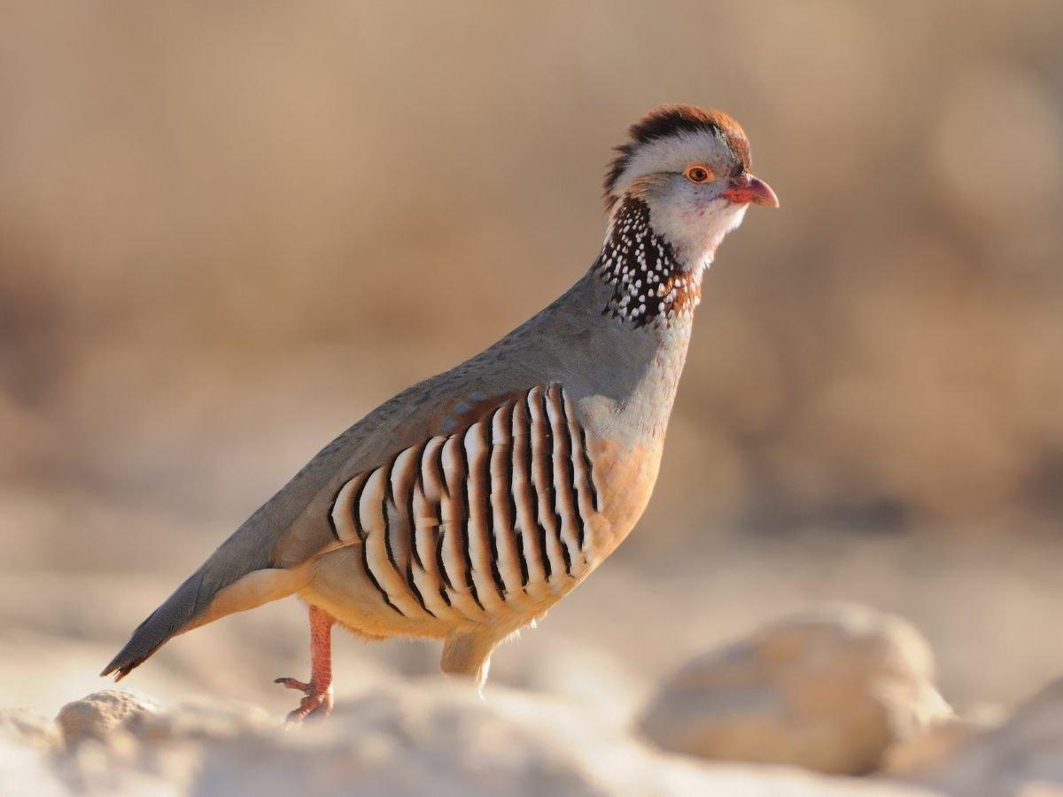 Hunting Shorebirds in Morocco: A Comprehensive Guide to Understanding the Ban on Shorebird Hunting in Morocco, Regional Variances, Relevant Laws, and the Ongoing Role of Hunting Traditions in Conservation Efforts.