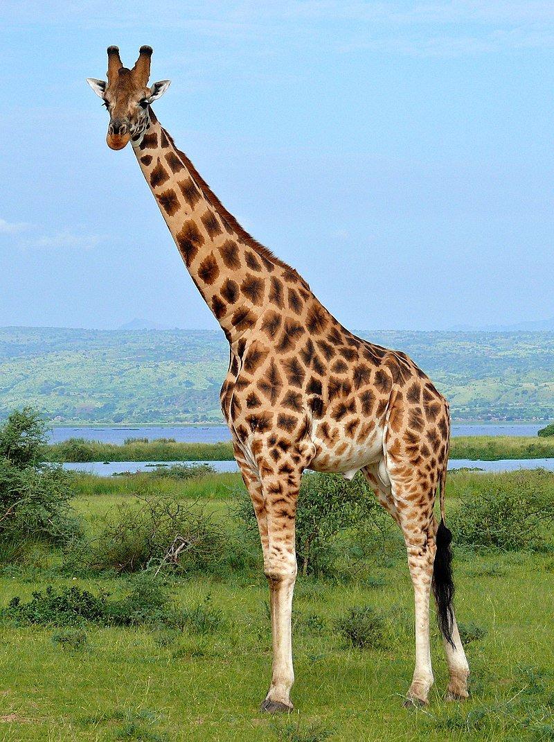 Manlike kameelperde bereik'n hoogte van tot 5,5—6,1 m (ongeveer 1/3 van die lengte is die nek) en weeg tot 9001200 kg.