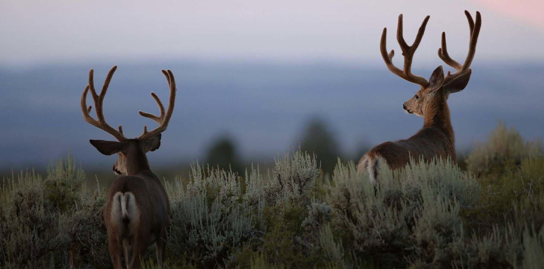 Youth Deer Hunt Weekends – coincide with muzzleloading gun season in each of the four hunting zones and are available to youth 15-years-old and younger who are supervised by an adult.