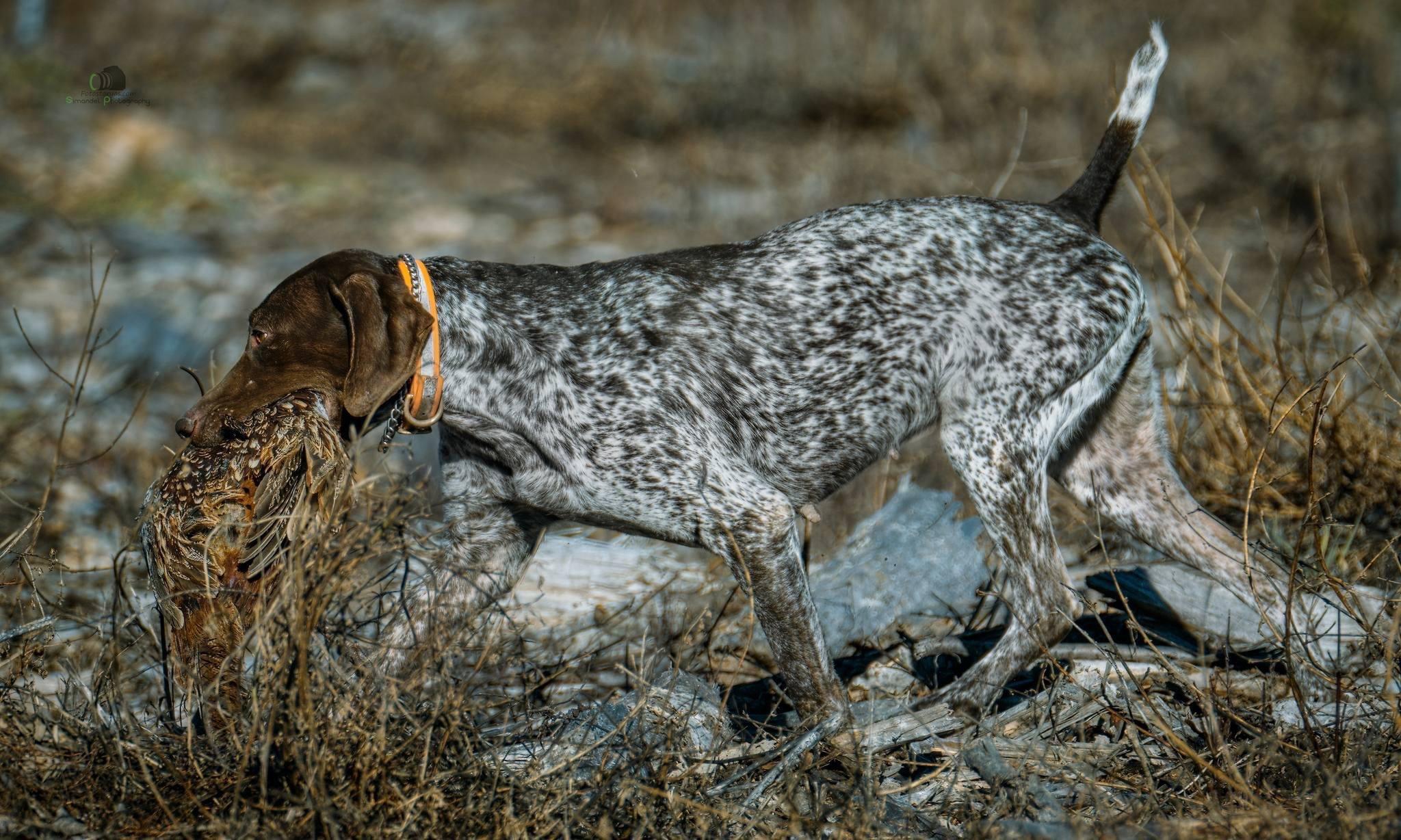Pheasant hunting with the German ( 🐾GSP🐾)