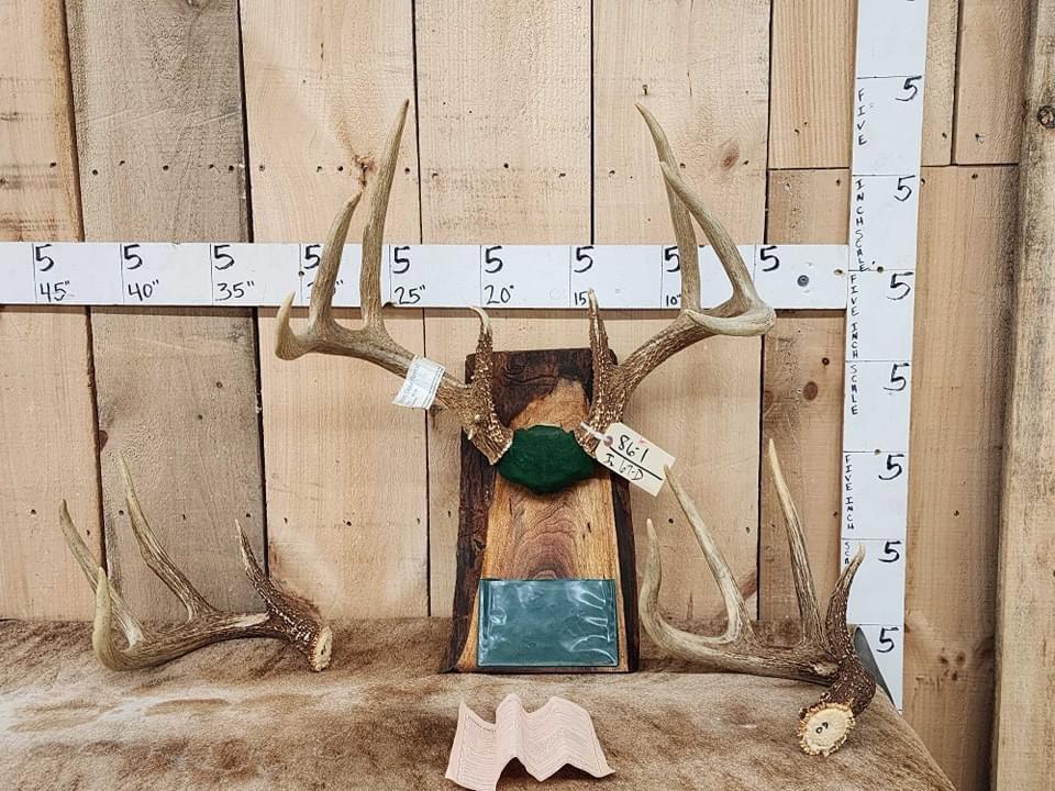Who likes BIG 8 Pointers 