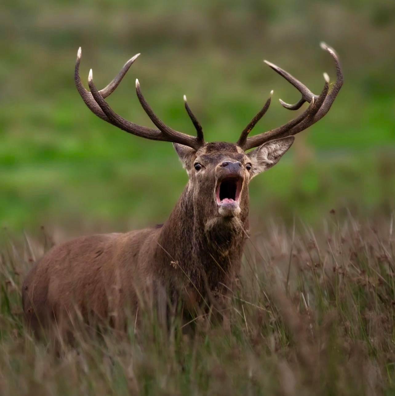 A native Irish Red stag roars out to its competitors during rut 2023