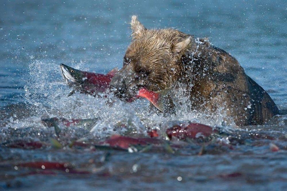 クマはサーモンを狩ります
