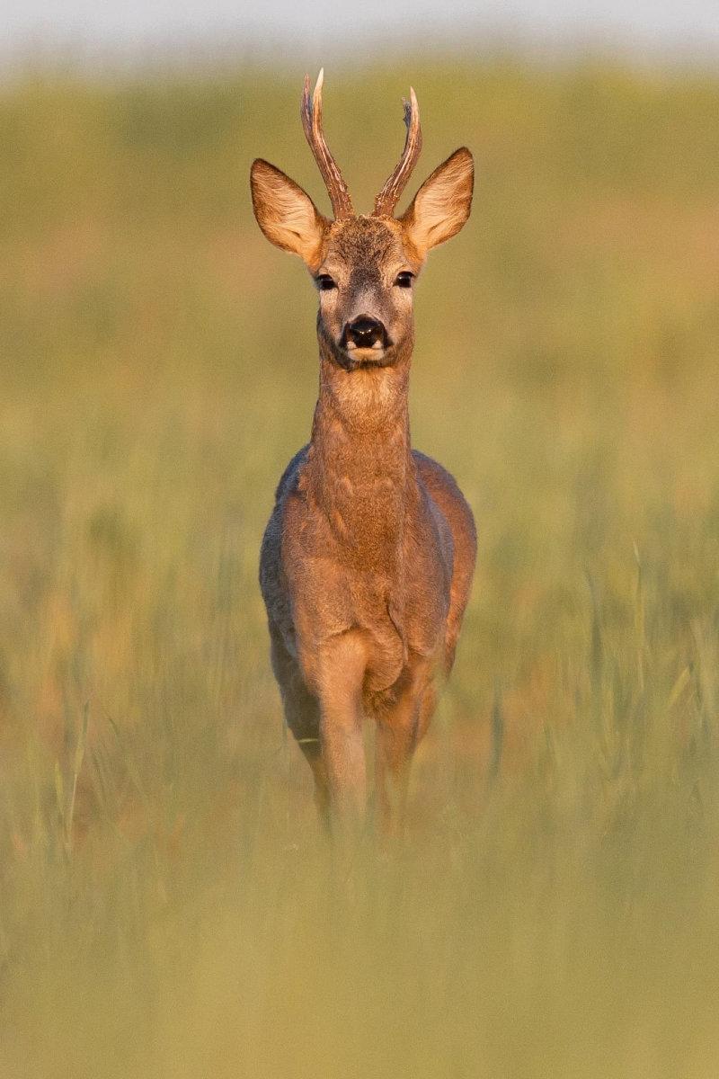 European roedeer - Hun