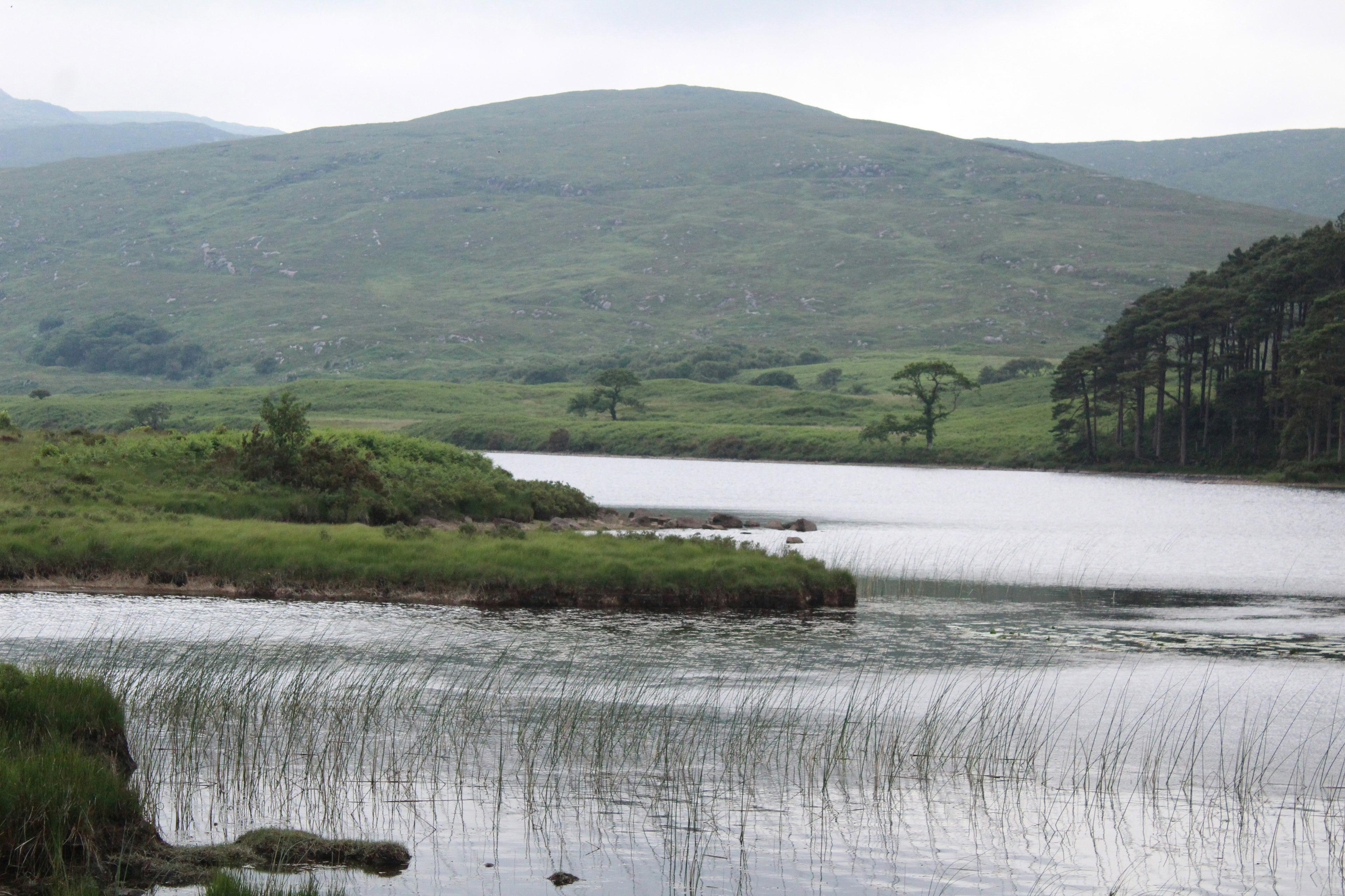 Limerick Hunting Estates: Explore the Best Hunting Estates and Game Opportunities in Limerick, Demographics, Associations and Clubs