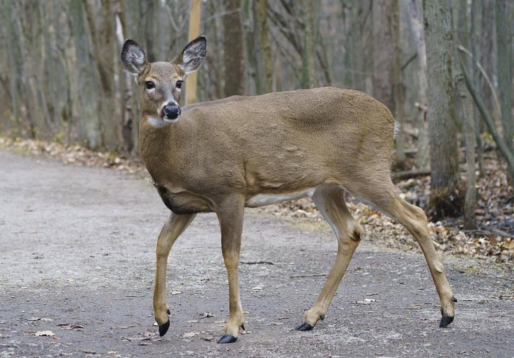 Province takes more steps to combat chronic wasting disease