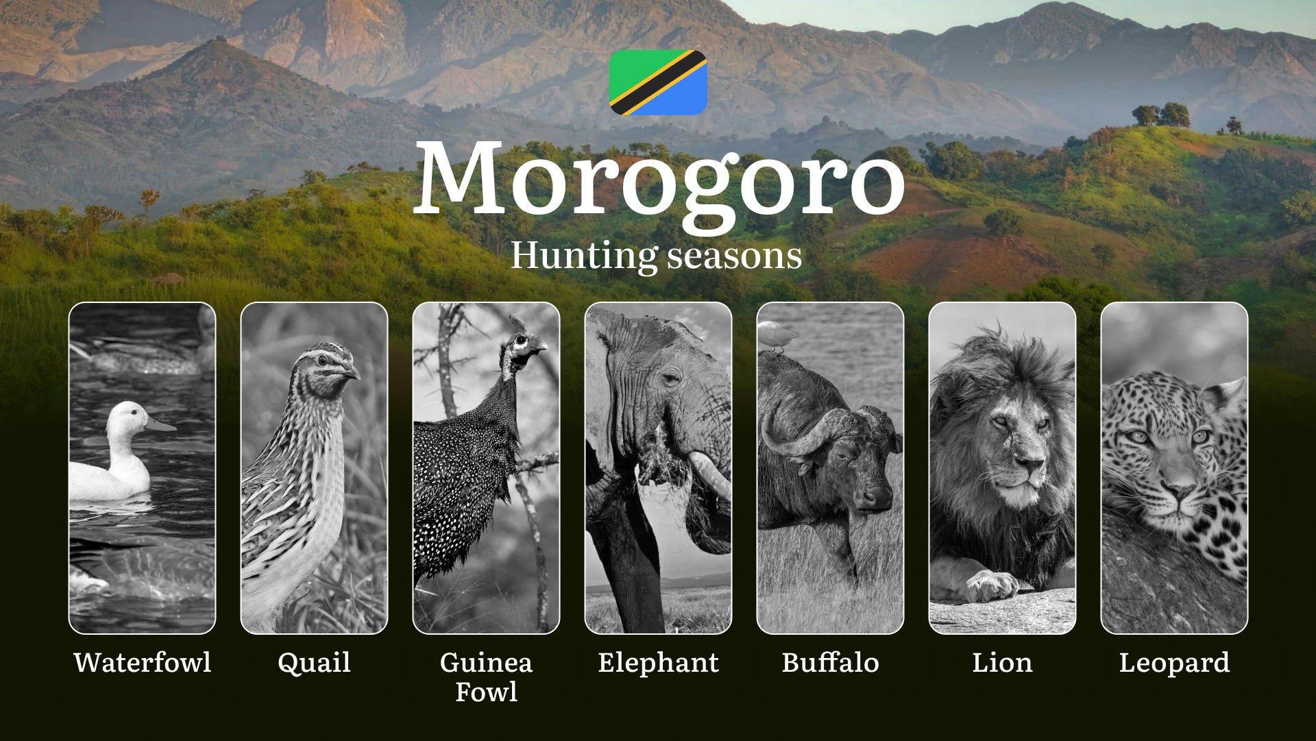Morogoro: Official Hunting Dates, Regulatory Limits and Seasonal Prohibitions, Licensing Rules, Fines and Legal Penalties for Non-Compliance, Strategic Preparation, Timing, Equipment