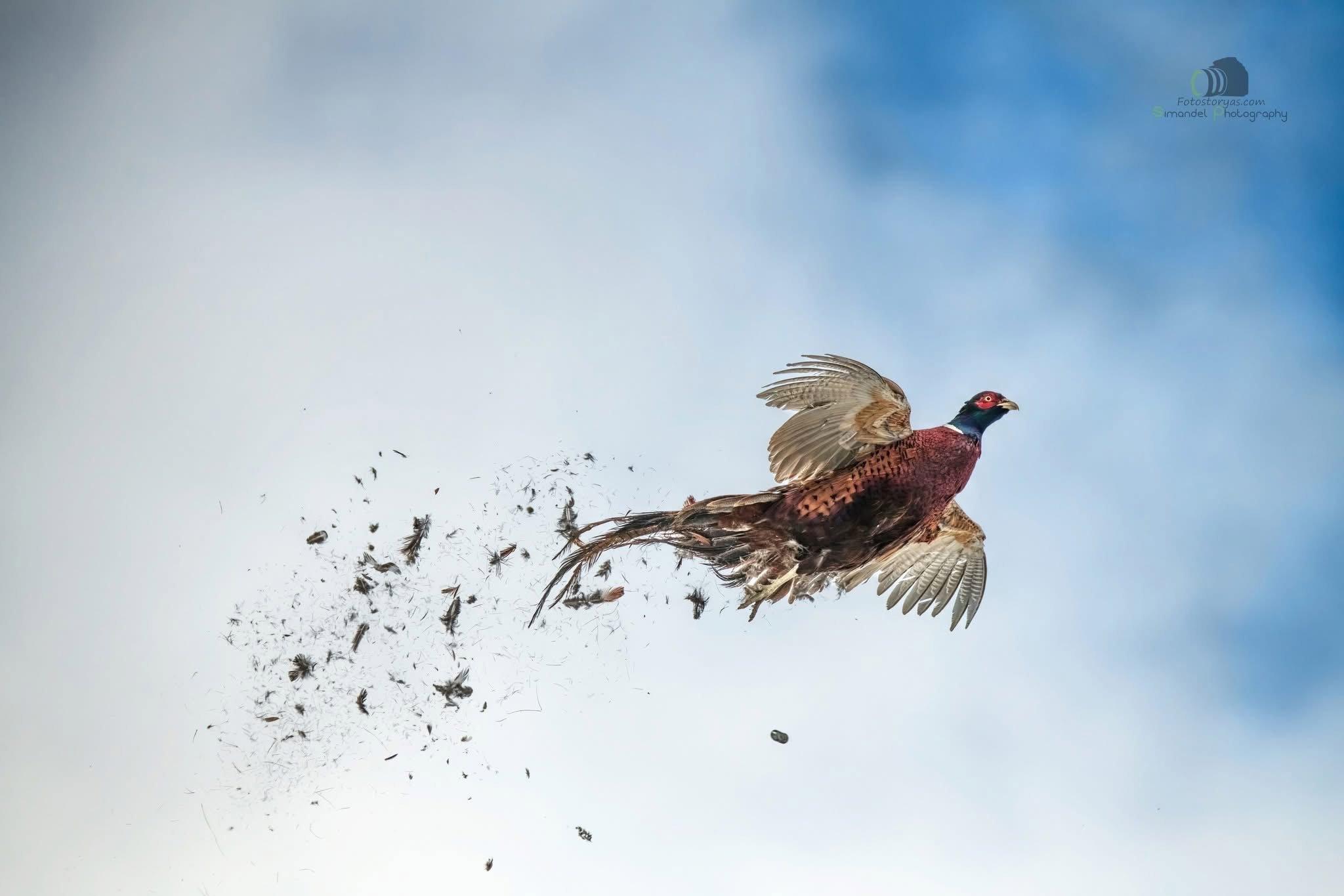 The first series of photos from a pheasant hunt in Northern Slovakia, the slopes of the Maninsky Mountains.