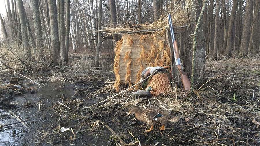 В 60-х годах прошлого века весеннюю охоту на селезня с подсадными      запретили, потом ее стали открывать на десять дней, и постоянно можно было слышать, что не угадали со сроками открытия.
