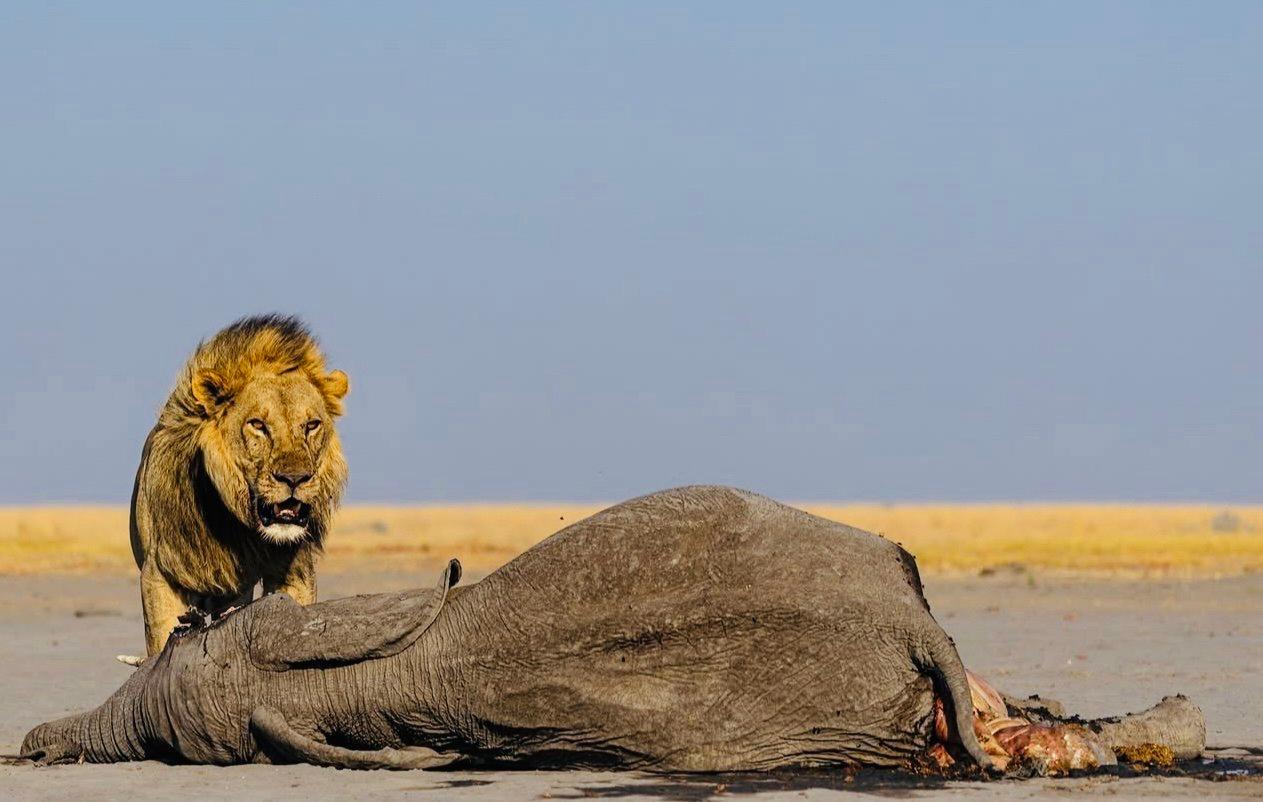 Elephant Hunting in Botswana: A Hunter's Guide