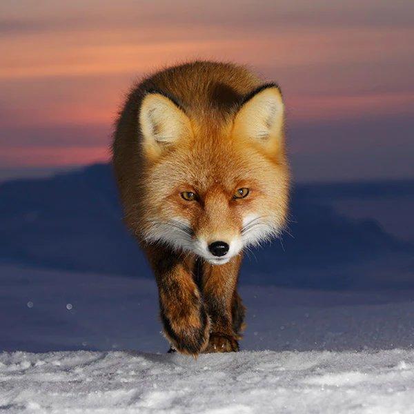 Fox