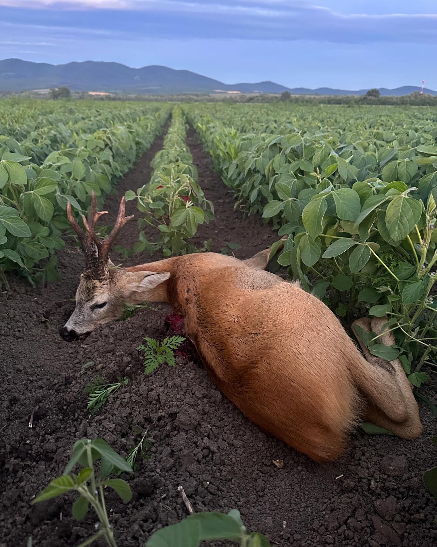 ROE BUCK hunting 📯📯 | 🍃🌿 Slovakia 🇸🇰