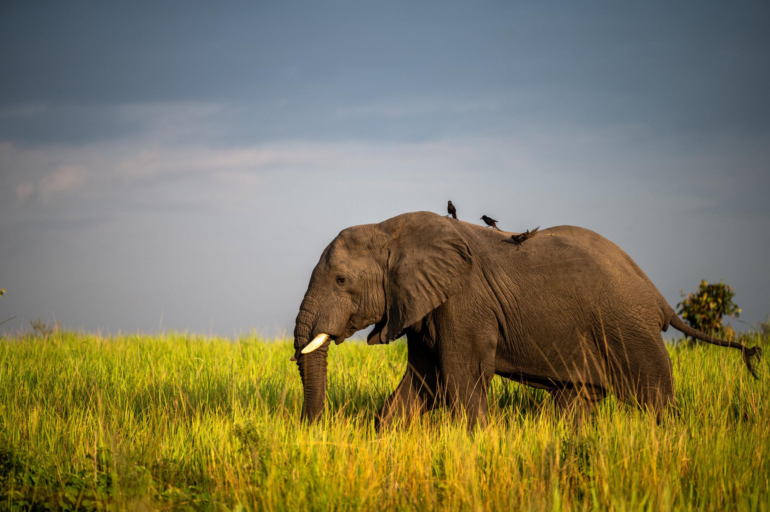 Hunting in Kapchorwa, Uganda: A Thrilling Destination for Unforgettable Hunting Adventures and Cultural Immersion