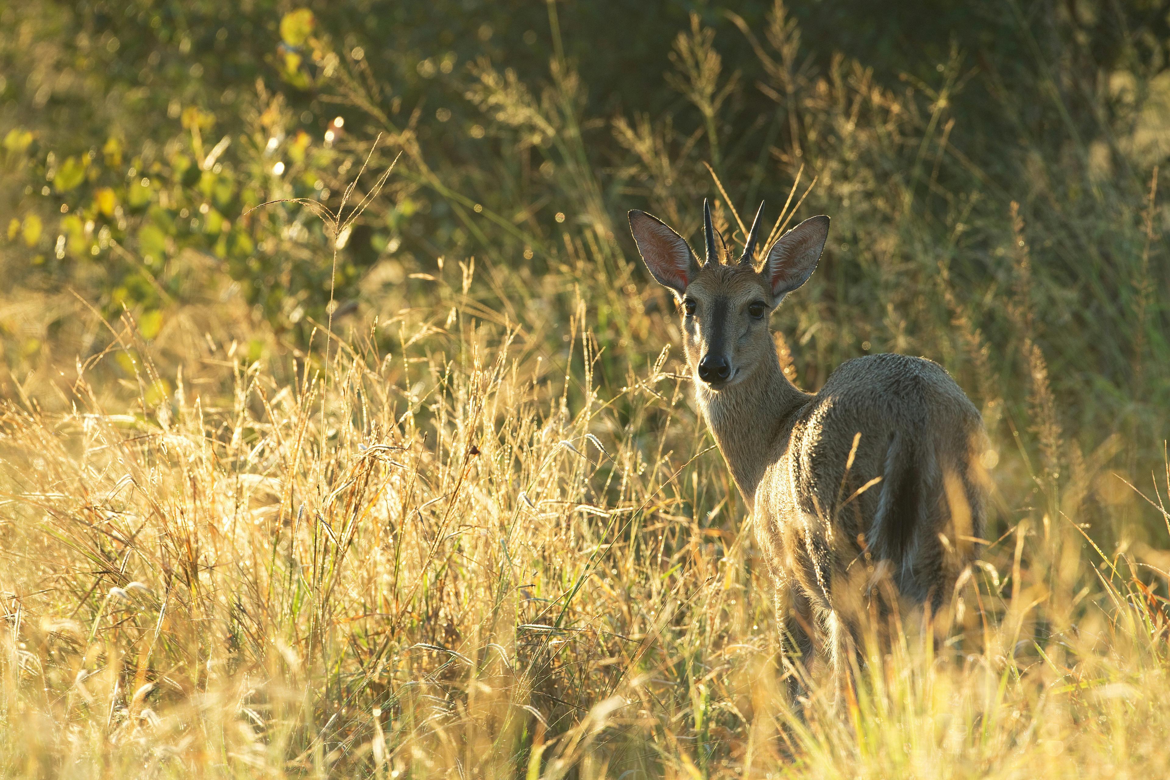 Hunting in NAMPULA Province: Exploring Wildlife, Clubs and Laws, Traditions, and Sustainable Practices