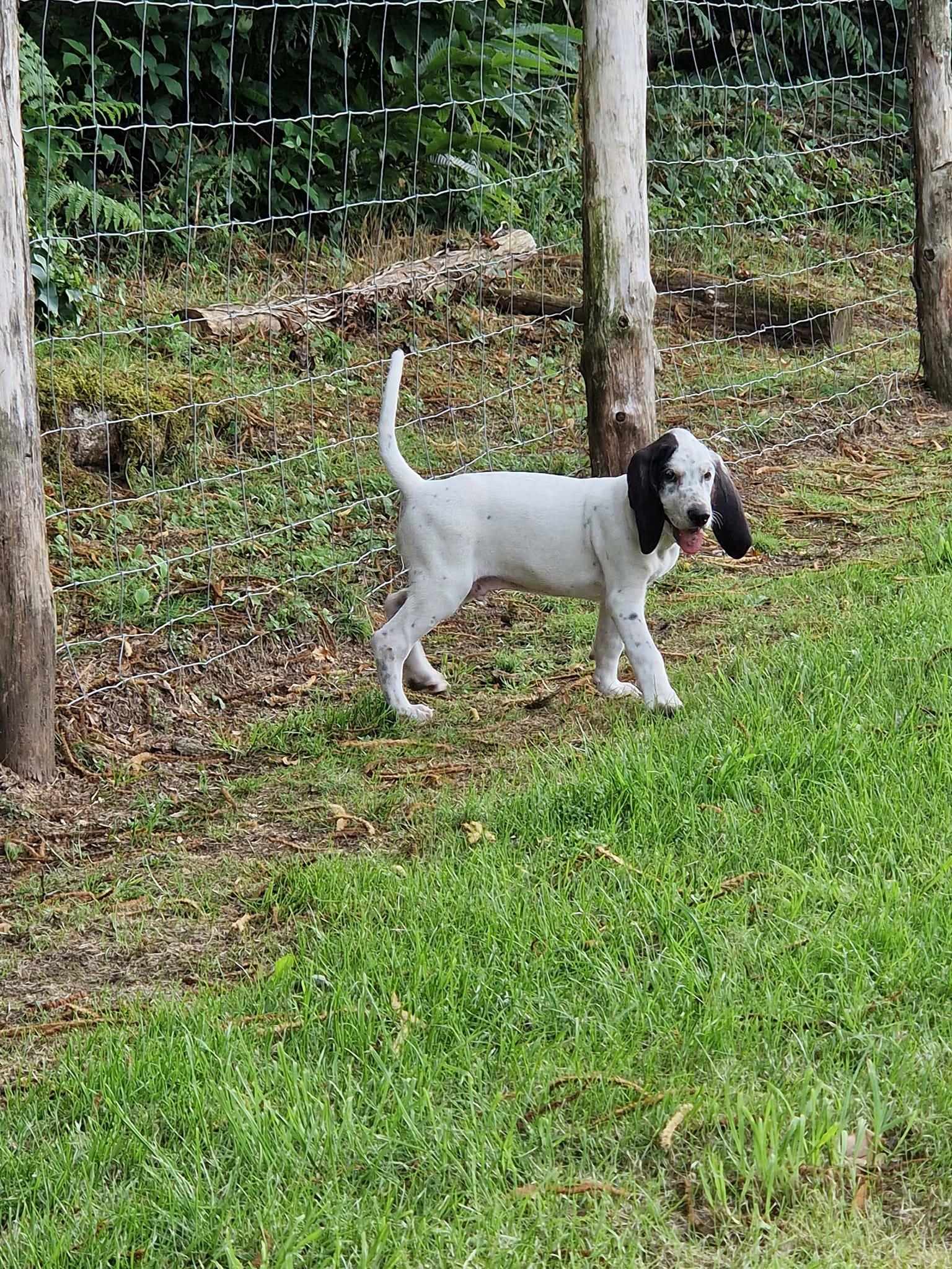 Disponible  chiots croisés un mâle et une femelle ils ont deux mois .