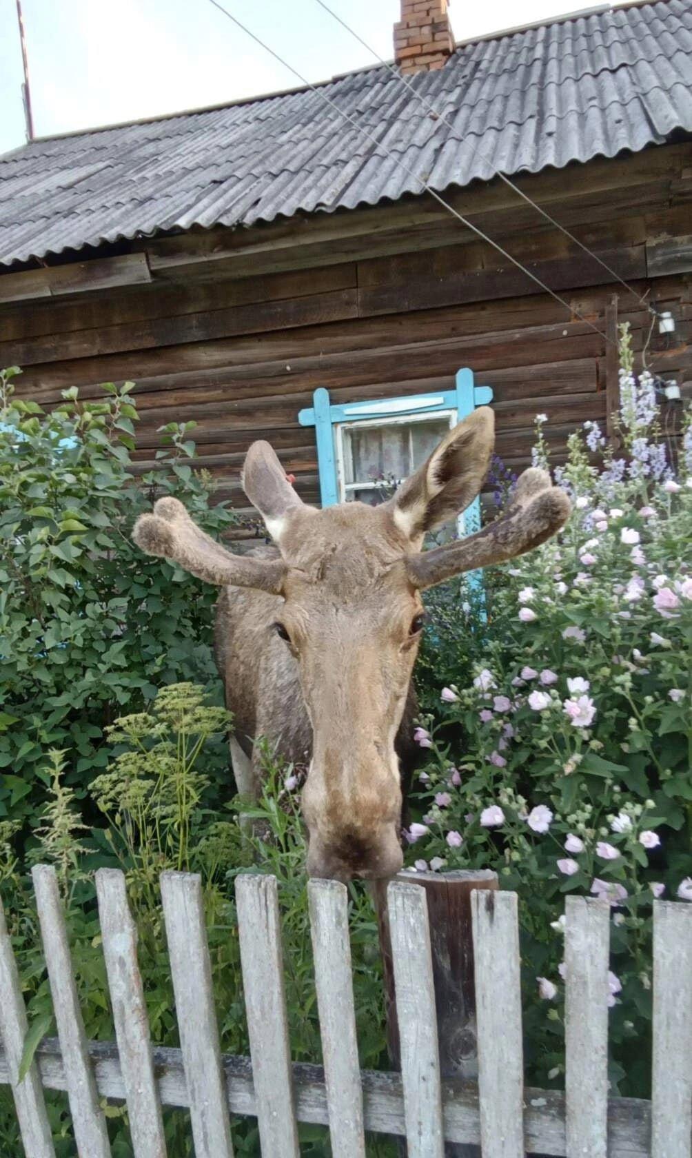 Домашний лось...