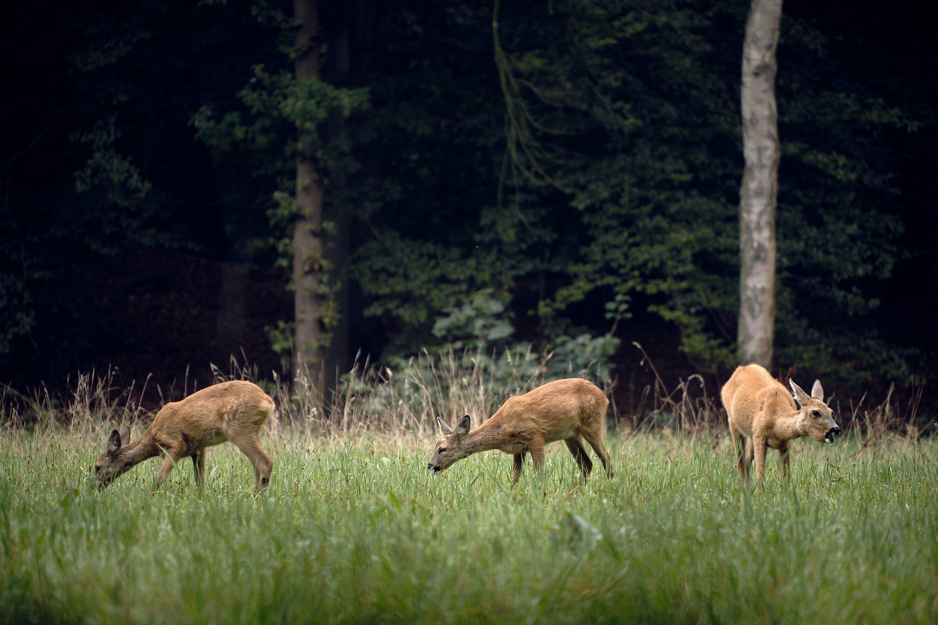 Explorer la Chasse dans le MORVAN: Géographie, législation locale, démographie des chasseurs et gestion de la faune