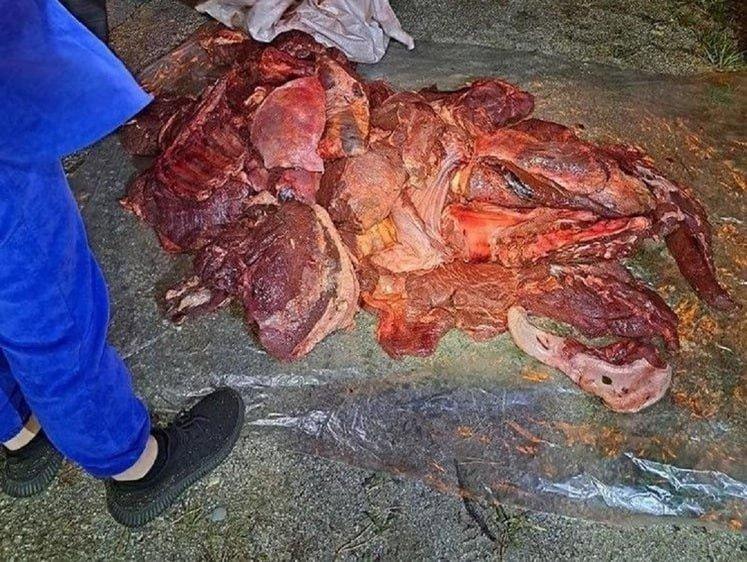 В Амурской области остановили набитый мясом лосей автомобиль
