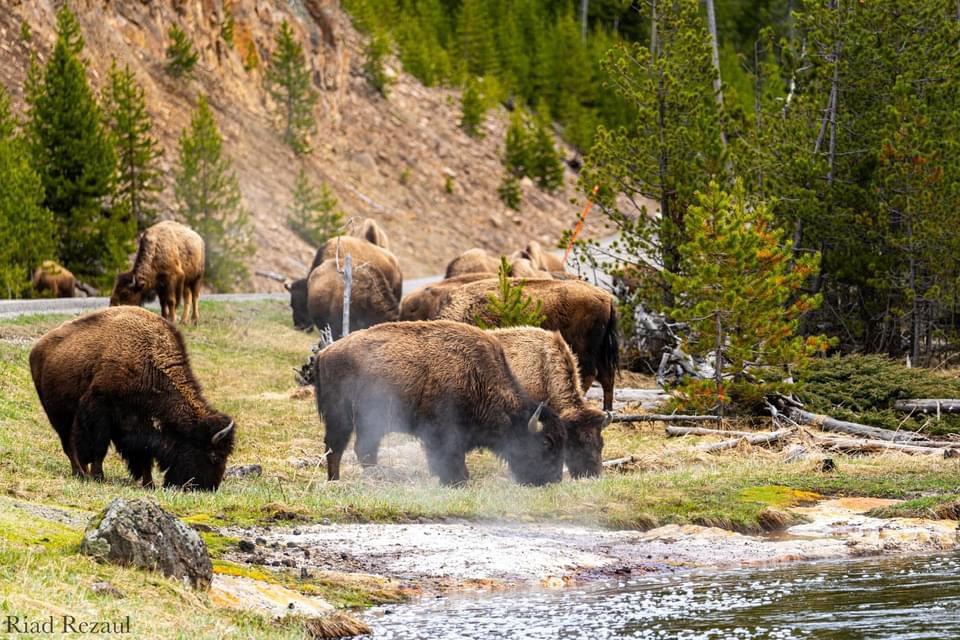My first time visiting Yellowstone National Park this year.