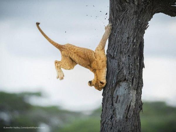 Prix ​​de la meilleure photographie animalière comique.