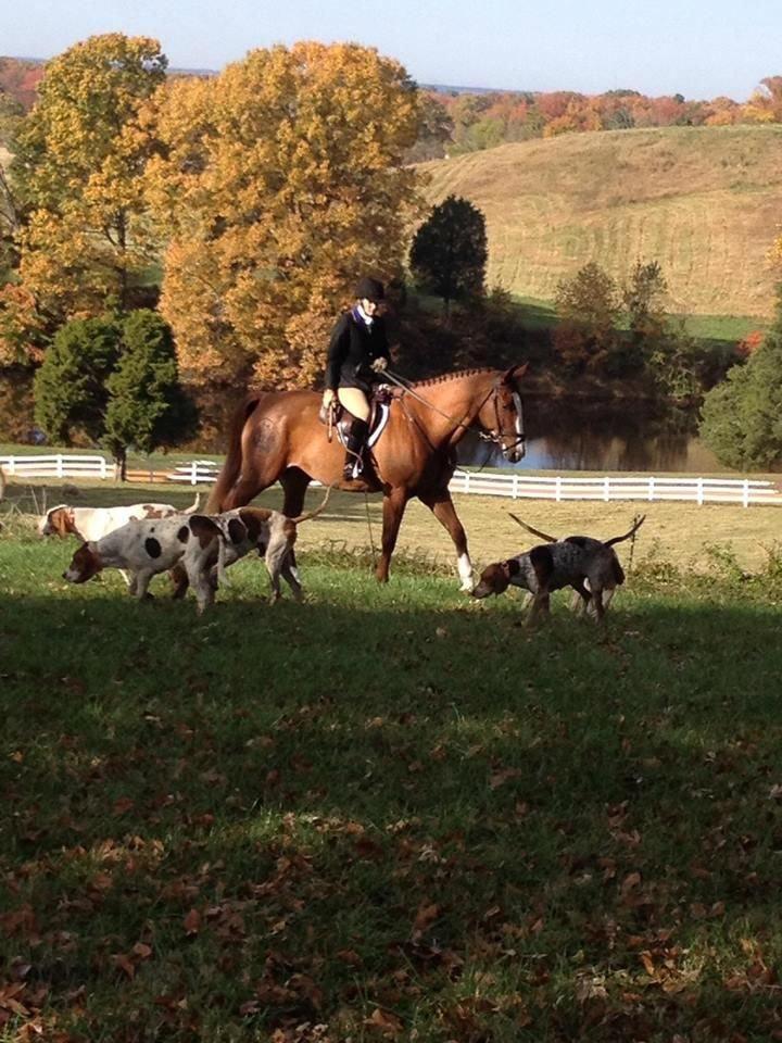 England and Wales law on foxhunting unworkable, says police chief