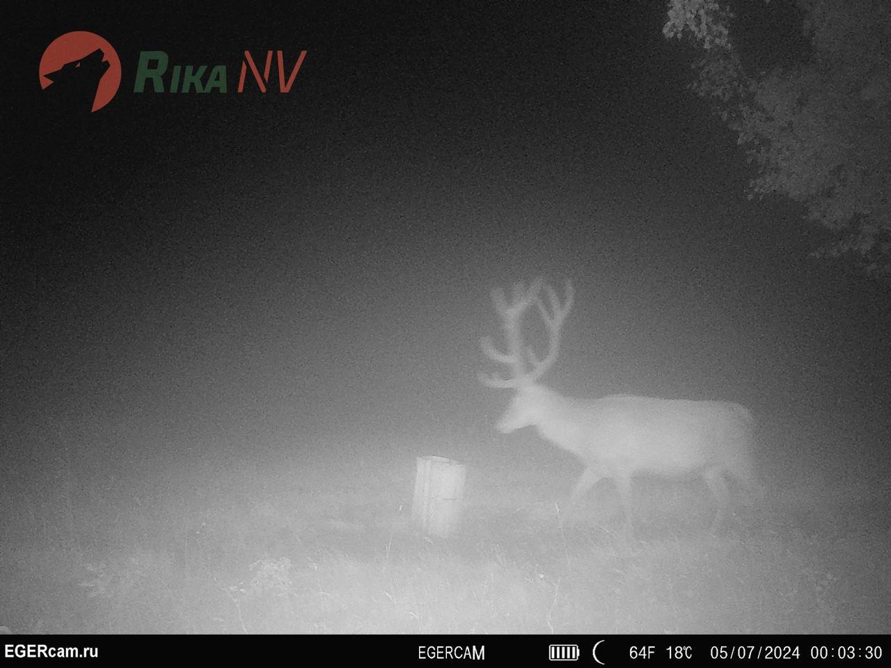 Na hranilištu u zemlji, ovaj zgodni momak uhvaćen je u okvir kamere🦌